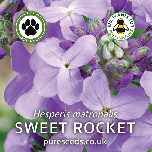 Sweet Rocket Seeds (Hesperis matronalis)